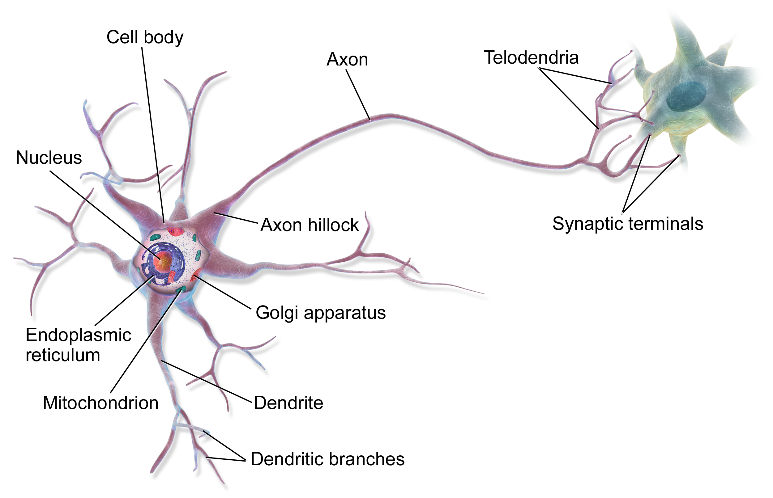 _images/MultipolarNeuron.png